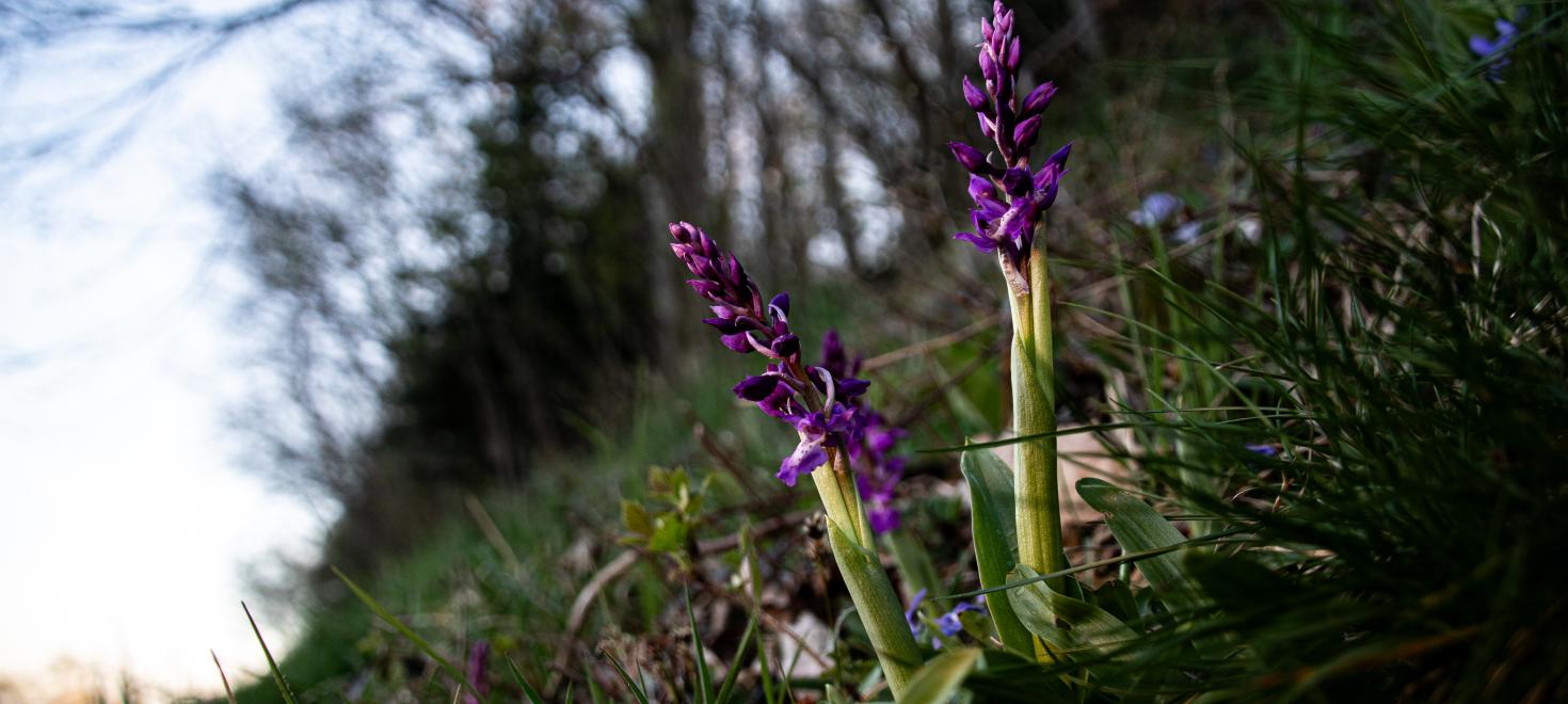 Orchis mascula